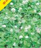 TREFLE BLANC gazonnant Riesling  Bte 200 g