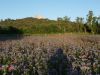 PHACELIA TANACETIFOLIA, le sac de 15 kg