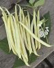 HARICOT NAIN Beurre STENTOR  sac de 5 kg