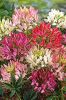 CLEOME PUNGENS reine en mlange  Pqt 5 g