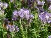 PHACELIA TANACETIFOLIA  Bte de 200 g