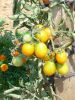 TOMATE GOLD NUGGET cerise ronde jaune Pqt   5 g