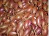 ECHALOTE longue JERMOR sce certifie Filet 10 kg