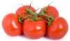 TOMATE Montfavet 63/5 HF1 (INRA) Pqt 25 g