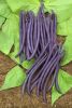 HARICOT NAIN Amethyst gousse violette  Pqt 1 Kg