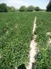MENTHE VERTE  Pqt   5 g