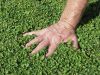 DICHONDRA REPENS, le sac de 5 kg