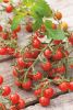 TOMATE CERISE Sweet 100 HF1 Pqt 25 g