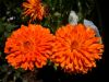 SOUCI corniche d'or, orange  coeur noir  Pqt 25 g
