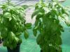 BASILIC grand vert ITALIANO (genovese) Pqt 100 g