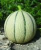 MELON STELLIO HF1 charentais brod  paquet 5 g