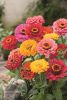 ZINNIA GEANT Robusta en mlange Pqt  25 g