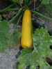 COURGETTE jaune PARADOR HF1 Pqt 100 g