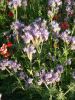 PHACELIA TANACETIFOLIA paquet de 500 g