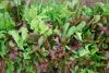 MESCLUN salade en mlange Pqt 100 g