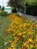 RUDBECKIA HIRTA gloriosa daisies, pqt 25 grammes