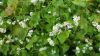 SARRASIN argent la Harpe (polygonaces) pqt de1 kg