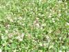 TREFLE BLANC gazonnant Riesling  Pqt 1 kg