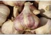 AIL VIOLET d'automne GERMIDOUR sce certifie Filet 10 kg