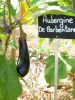 AUBERGINE violette de Barbentane Pqt  25 g