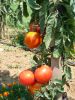 TOMATE Saint Pierre Pqt   5 g