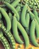 POIS NAIN PRIMDOR  boite 200 g
