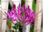 CLEOME PUNGENS reine en mlange  Pqt 25 g