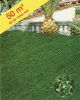 DICHONDRA REPENS  Bte 200 g