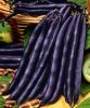 HARICOT NAIN Purple Queen gousse violette sac de 5 kg