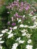 COSMOS DOUBLE CLICK vari Pqt  25 g