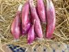 OIGNON ROUGE de Simiane (de Florence) Pqt 500 g