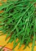 ROQUETTE sauvage (diplotaxis tenuifolia)  Pqt 100 g