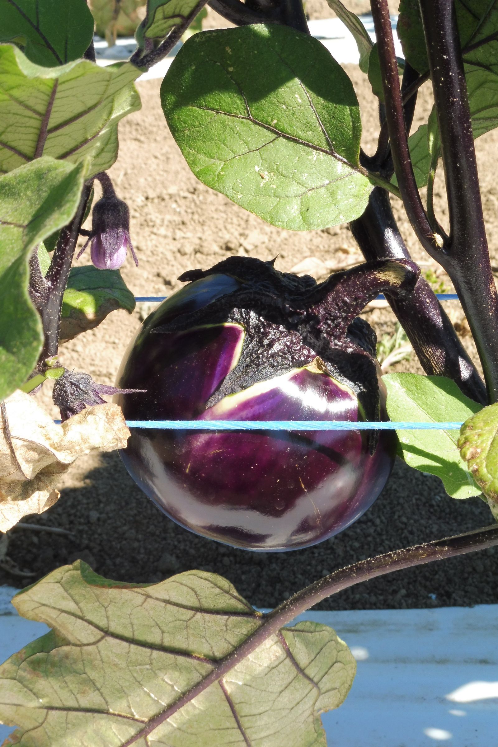 AUBERGINE ronde black beauty  Pqt   5 g