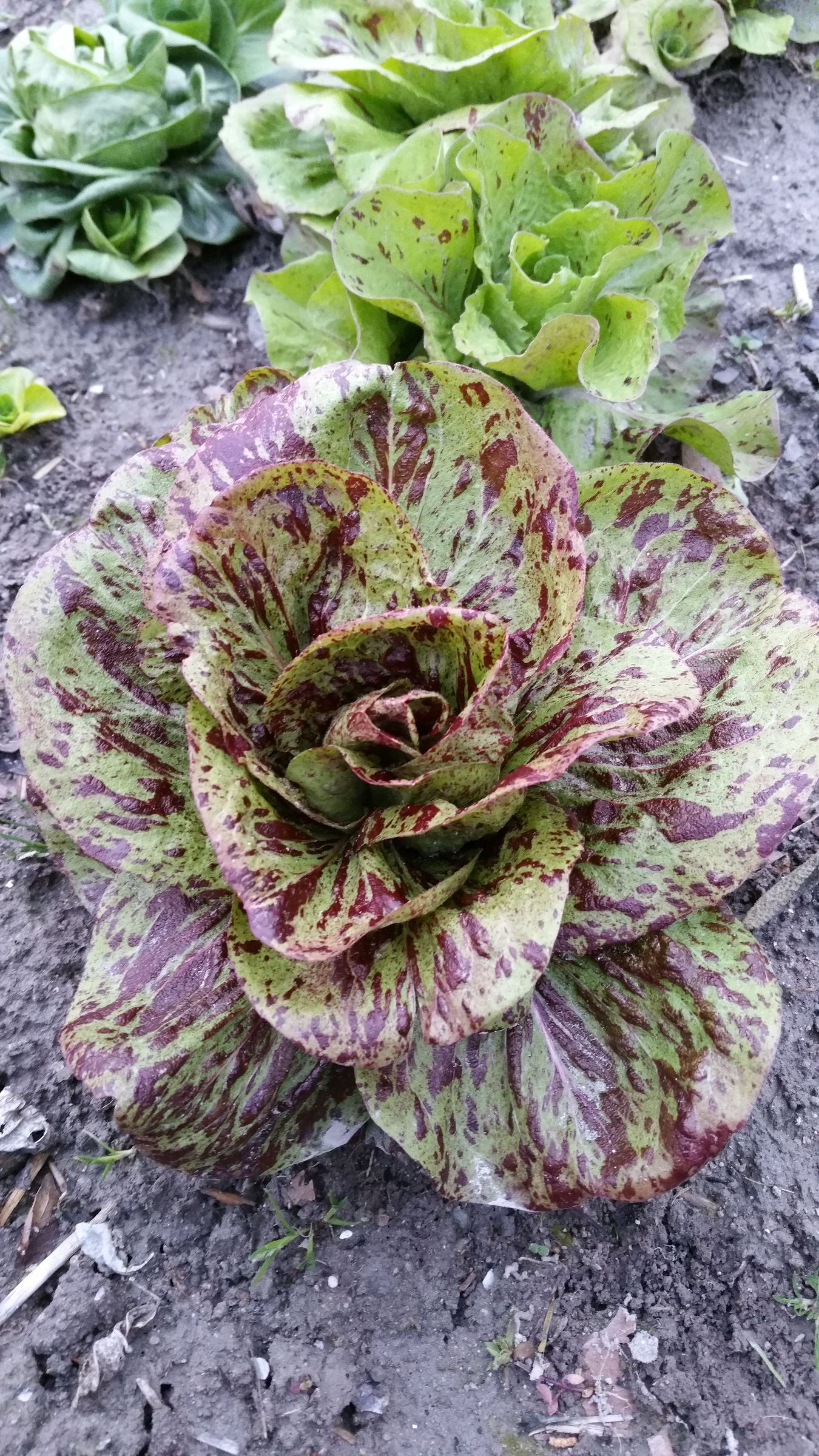 CHICOREE SAUVAGE strie de Castelfranco Pqt 500 g