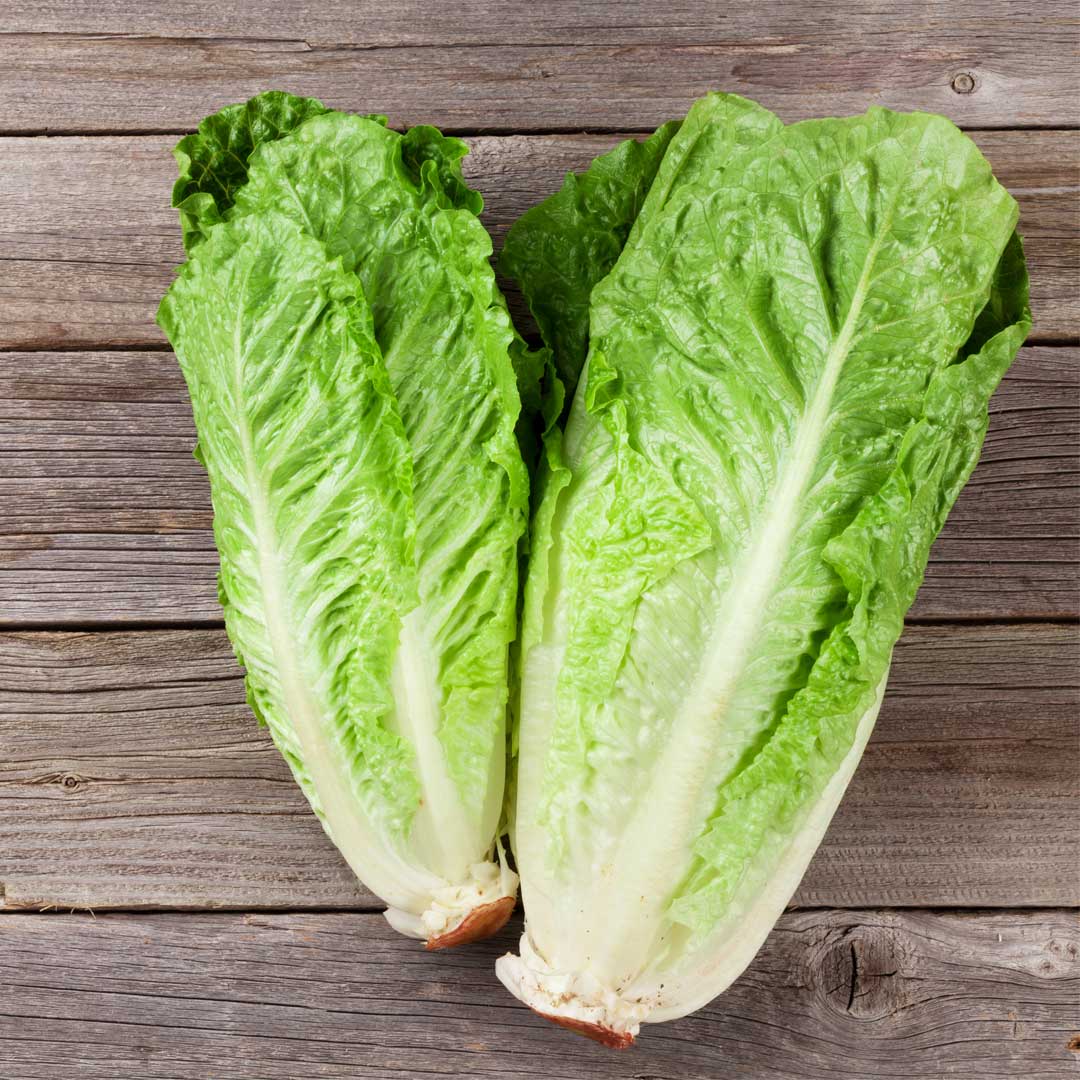 LAITUE ROMAINE verte maraichre Pqt  25 g