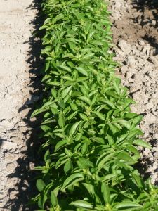 BASILIC Marseillais Pqt   5 g