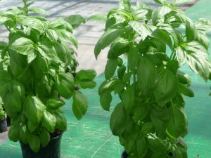 BASILIC ITALIANO grand vert bio certifi FR-BIO-15  Pqt 25 g