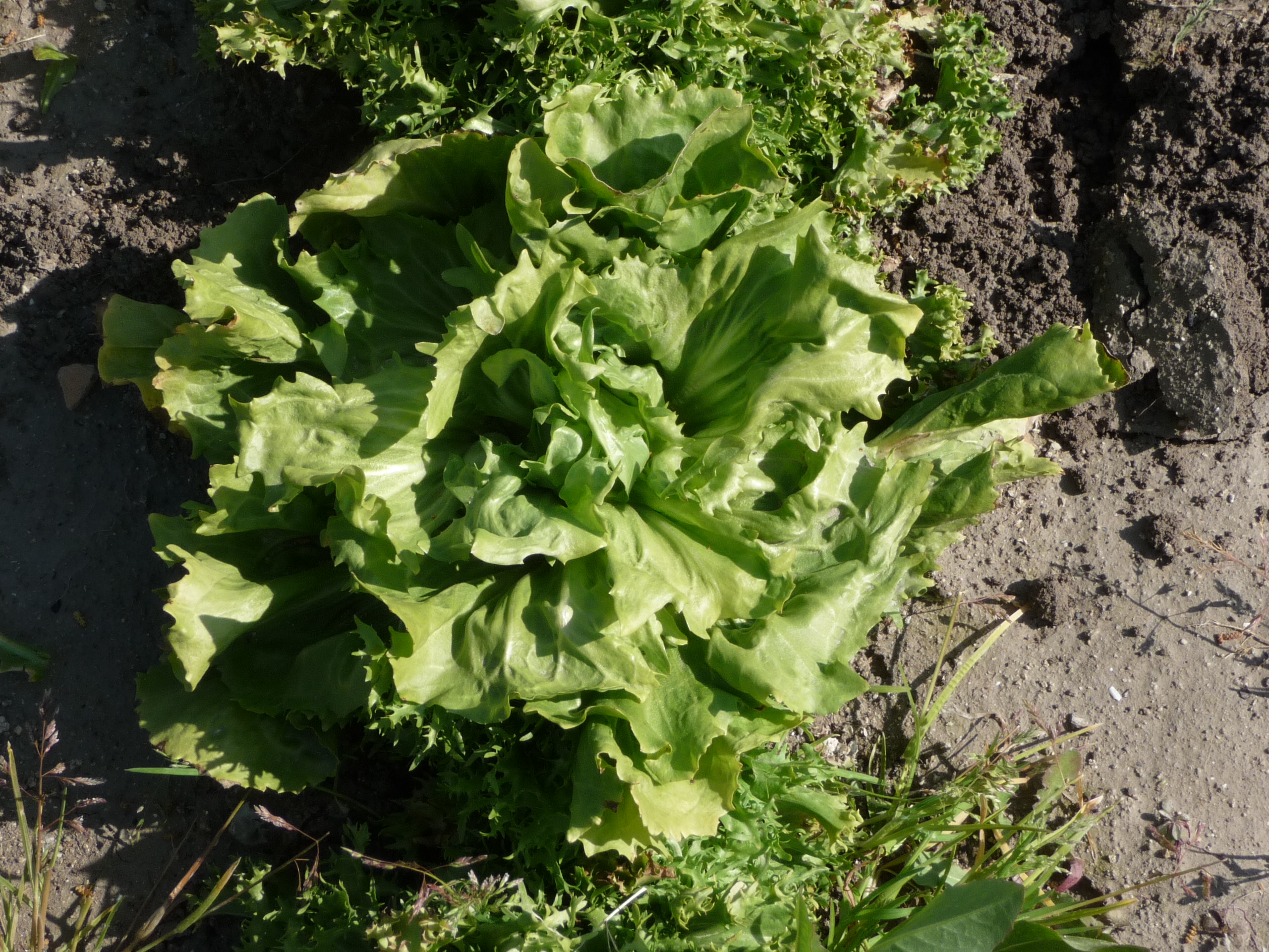 CHICOREE SCAROLE en cornet d'Anjou Pqt 500 g